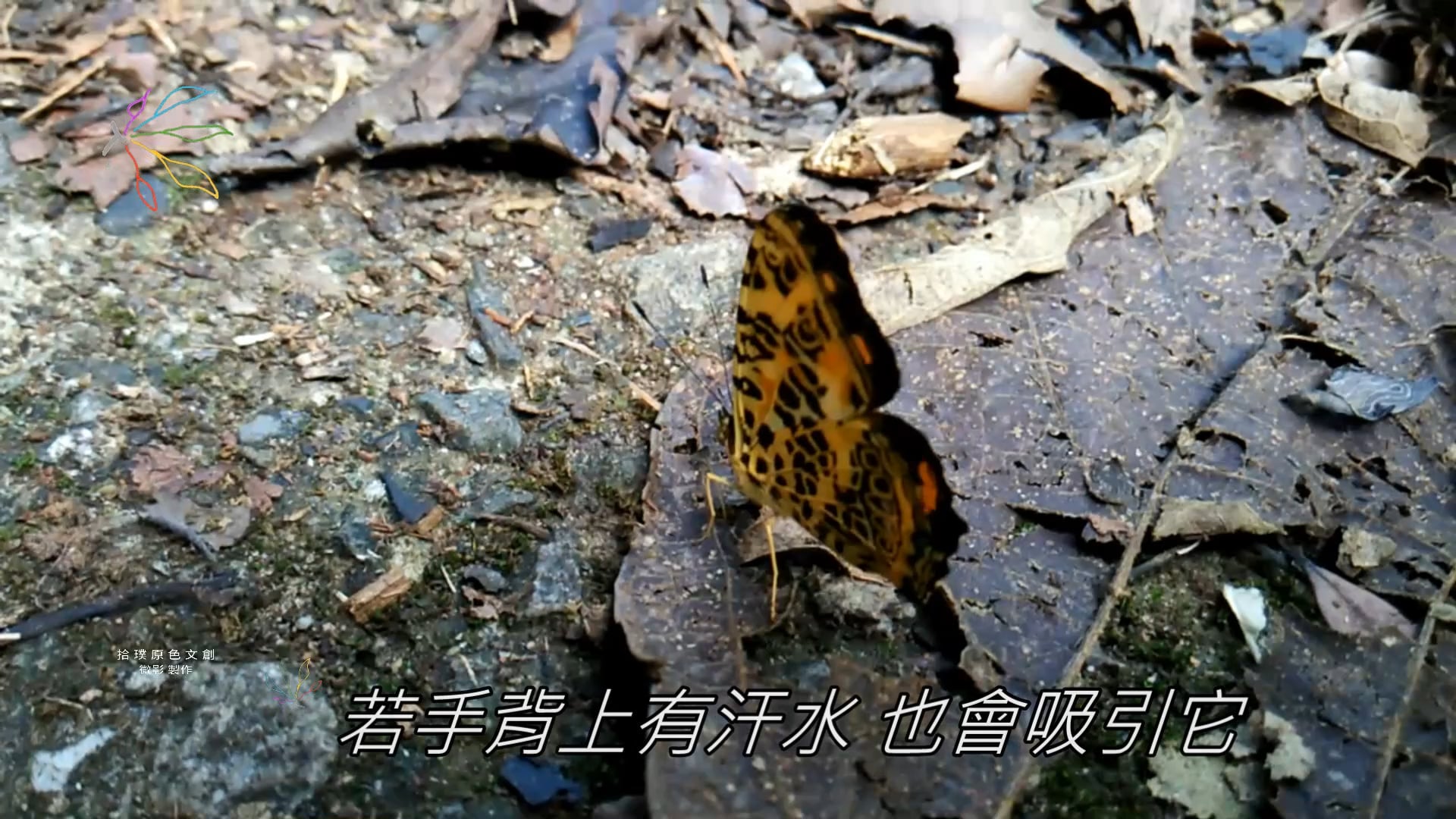 戀 蝶 Butterfly Love