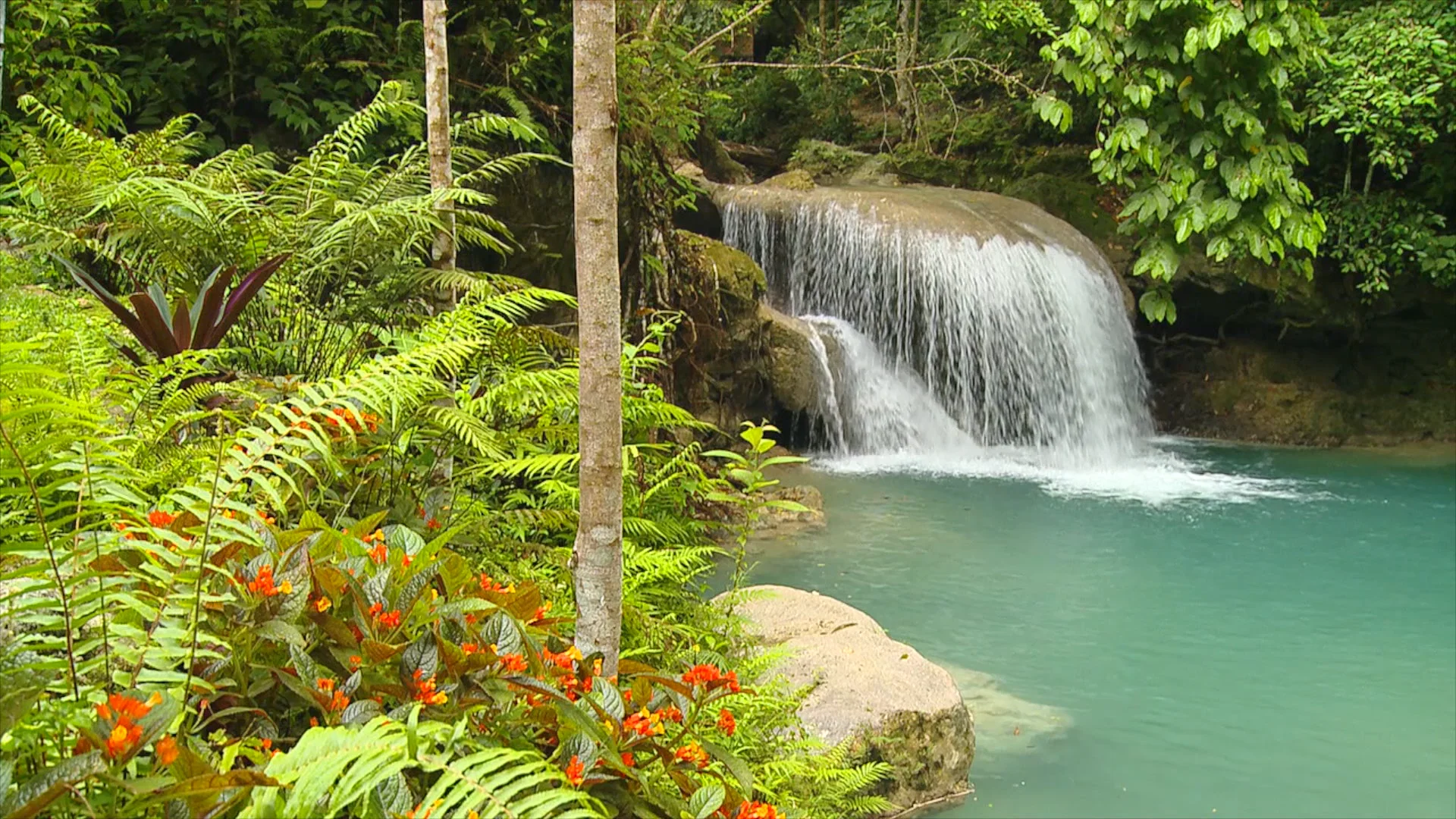 tropical rainforest waterfalls real