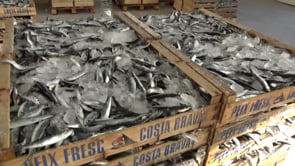 Es compradors del peix blau es planten