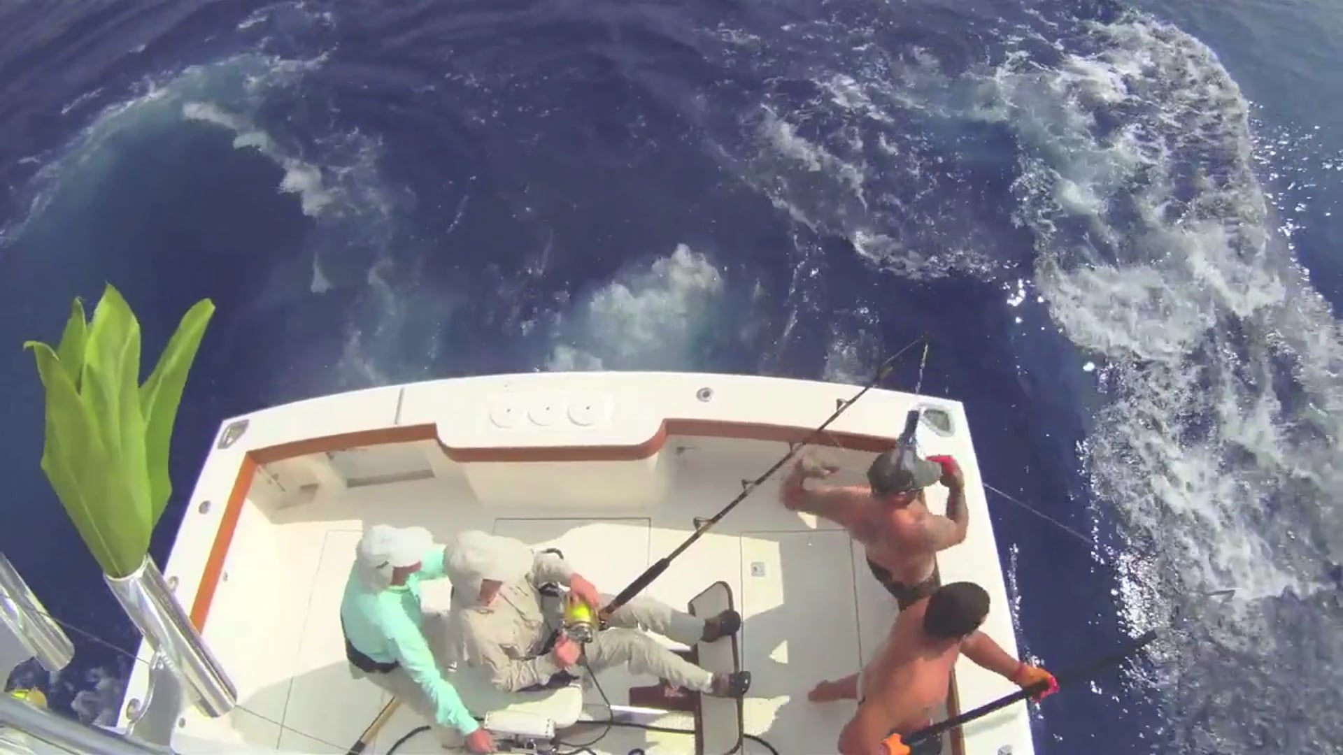 blue marlin fishing on the Last Chance