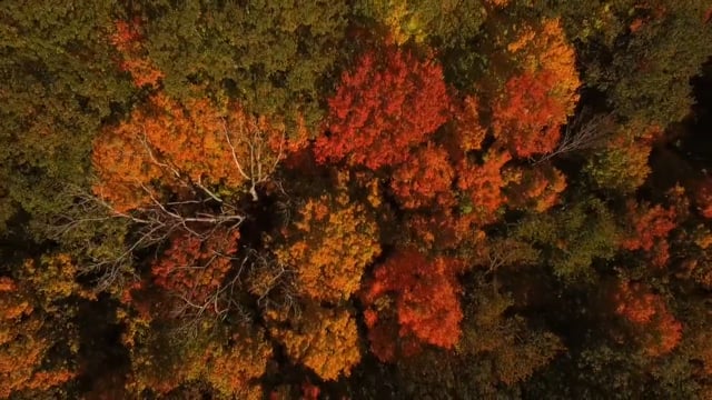 The Forest - SAVE IT
