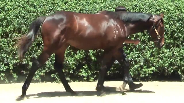 Lot 545