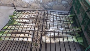 Comença la temporada de calçots