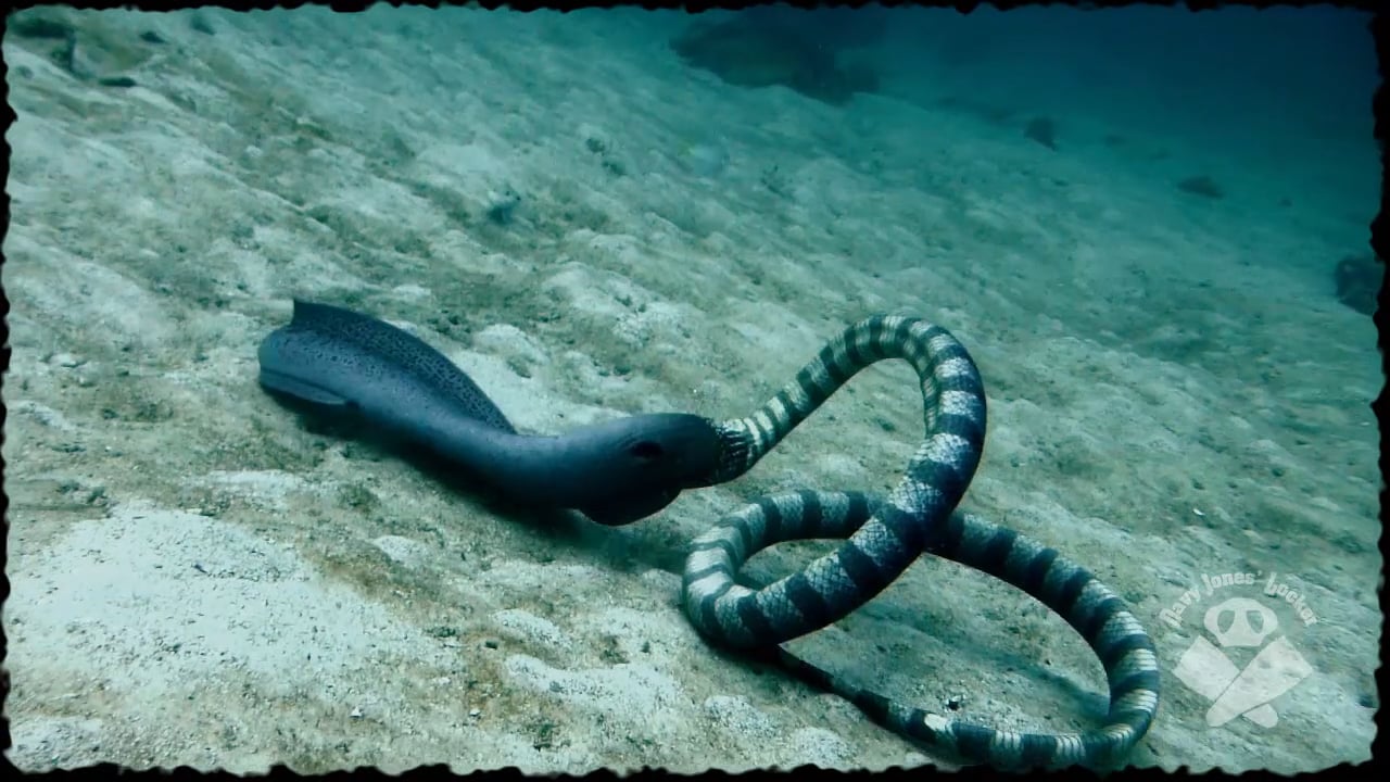 Sea Snake Vs Moray Eel on Vimeo