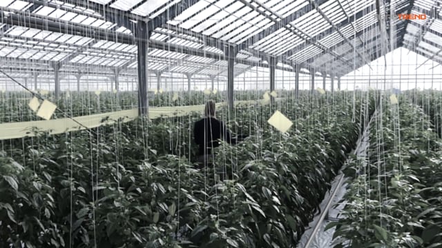 Az Év Agrárembere 2016 kertészet kategória győztese, Dr. Csikai Miklós