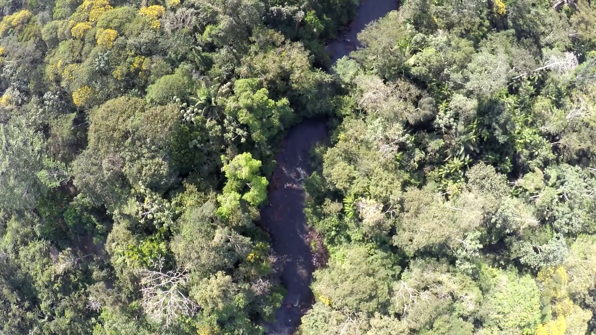Natura Brasil | Cacau