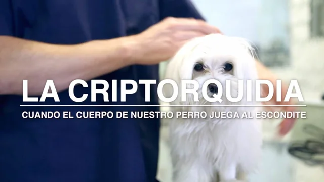 cuanto cuesta esterilizar a un perro con criptorquidia