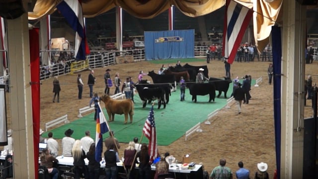 2017 Denver Steer Show