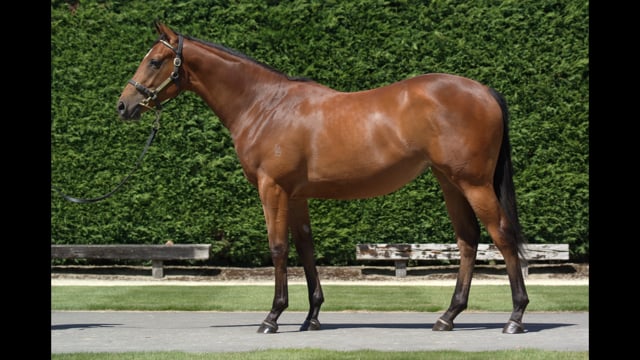 Lot 828