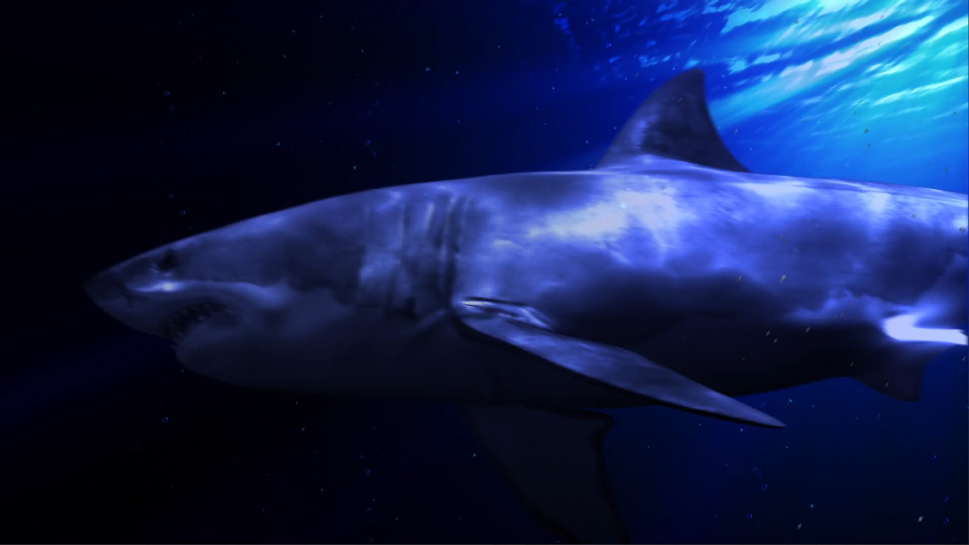 Planet Shark Australia :15 spot (2010)