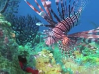 Saba scuba trip 2013