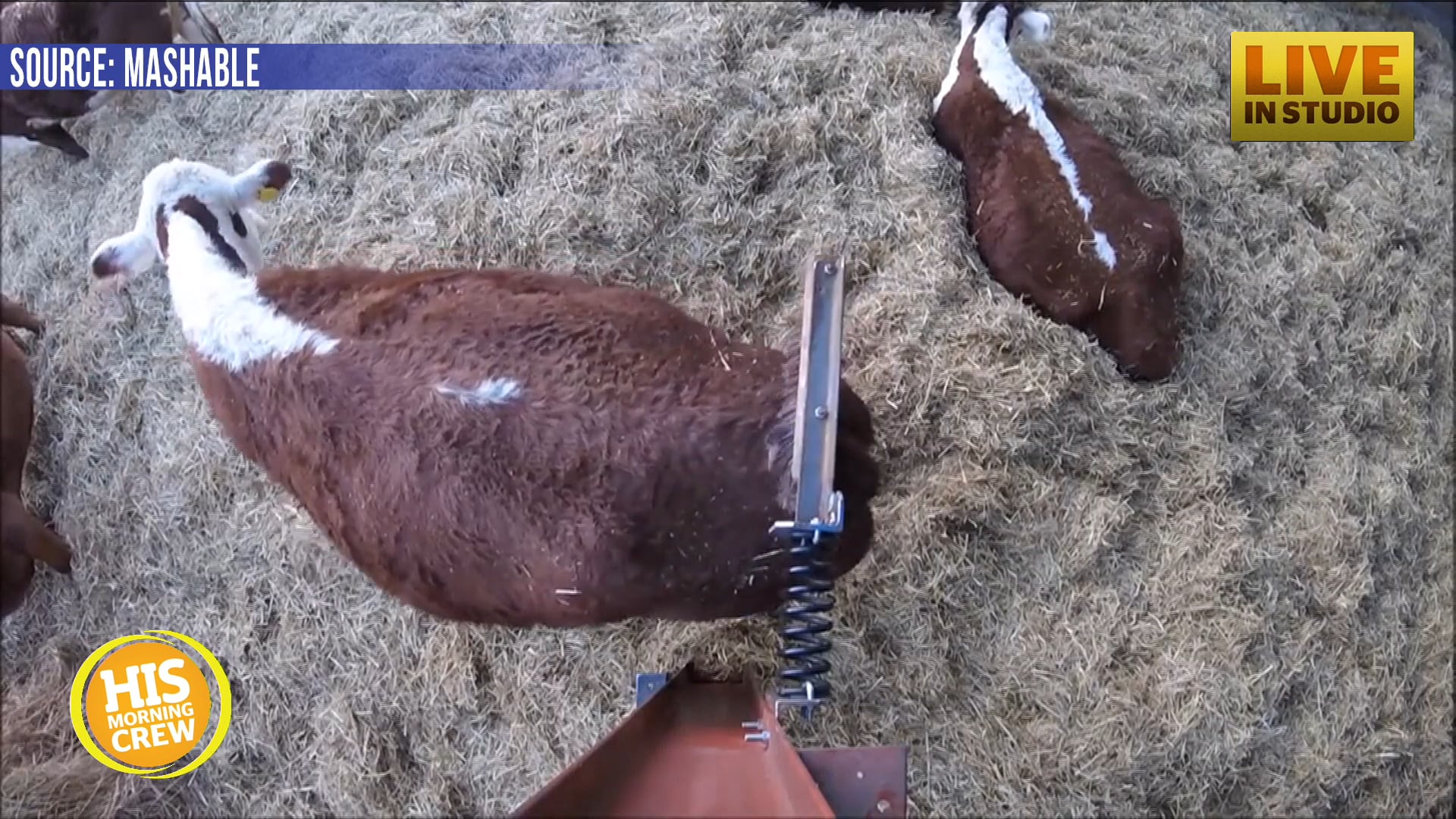 Kind Farmer Invents Homemade Cow Scratcher on Vimeo