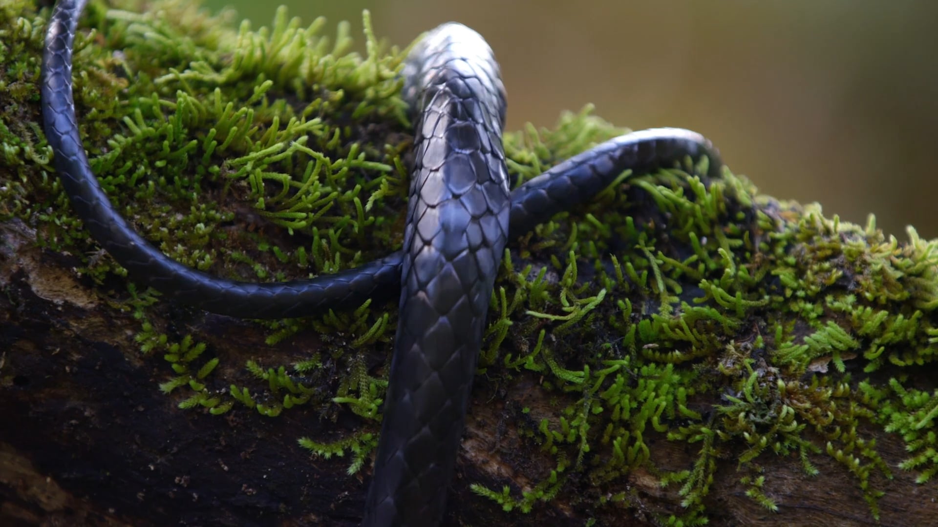 Nature is Red in Tooth and Claw (2017)