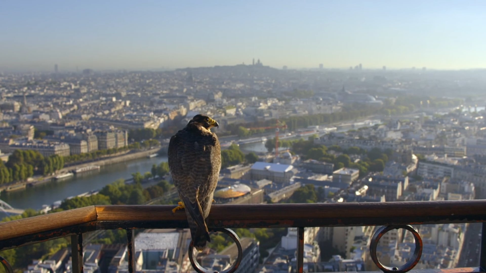 La plus belle ville du monde : Faucons Tour Eiffel