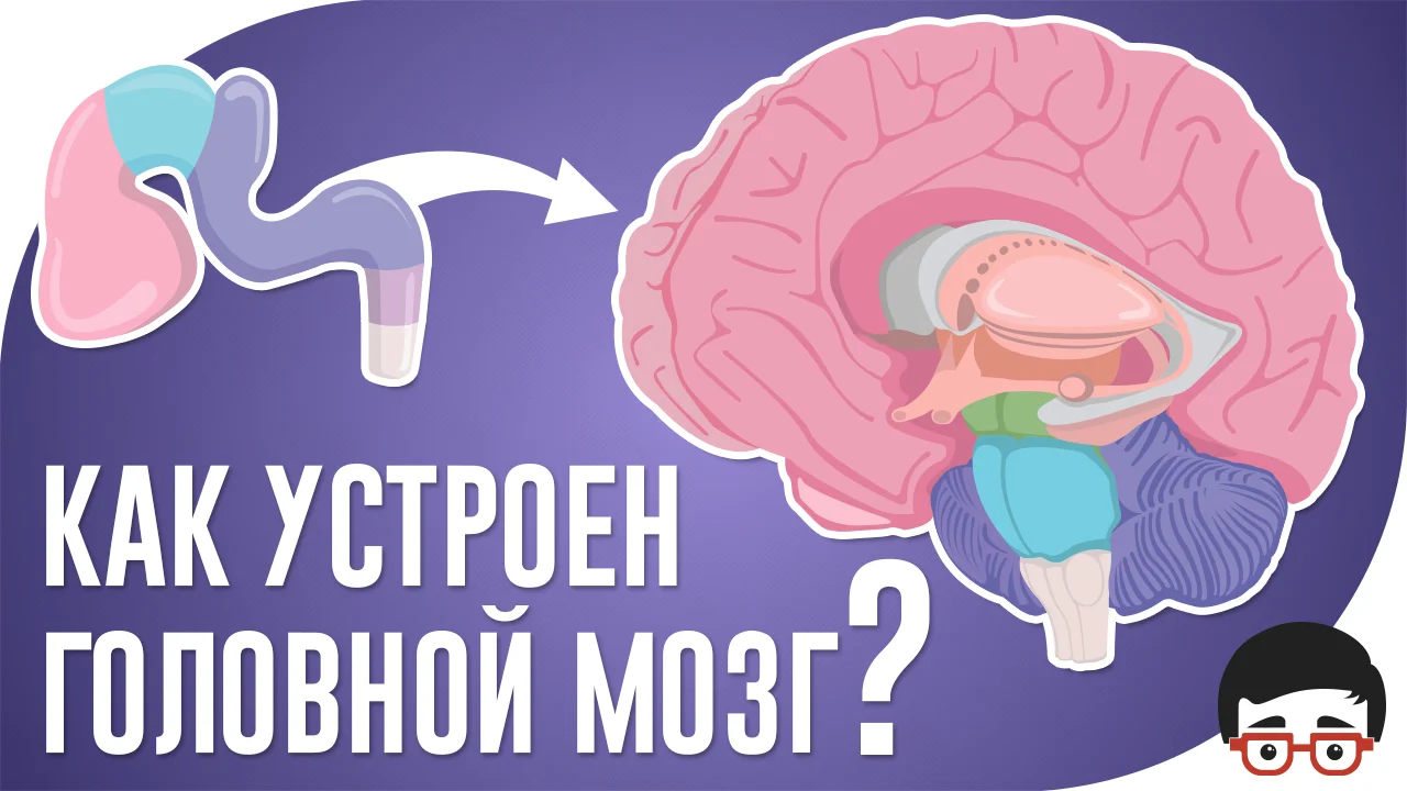 Как устроен головной мозг? on Vimeo