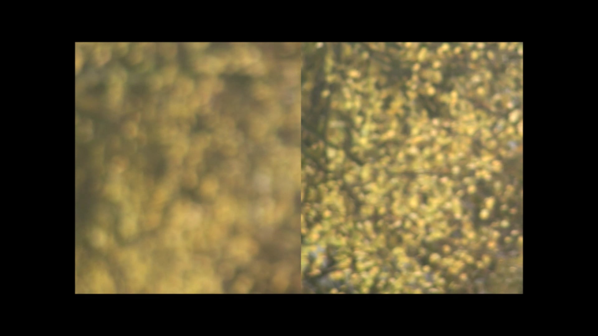 Etude - Mouvements organiques #4 - Comme un frisson - 28 octobre 2010