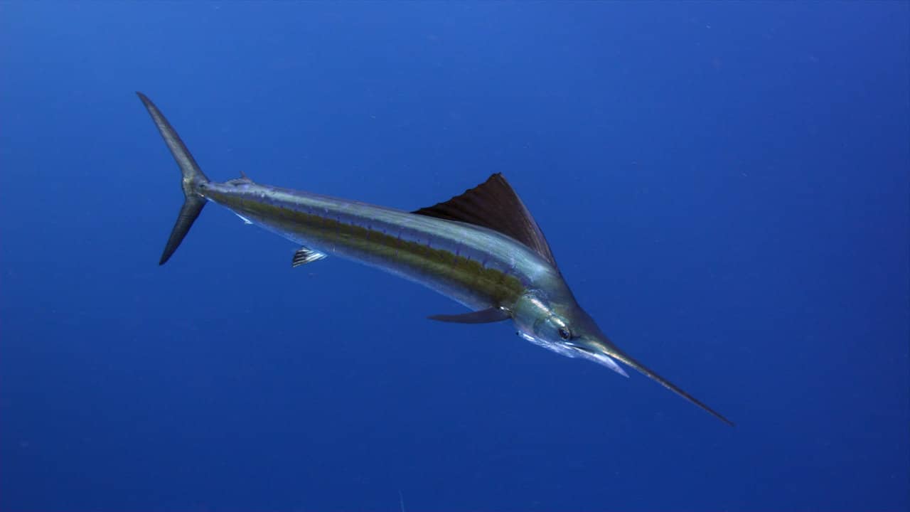 Sailfish Drama on Vimeo