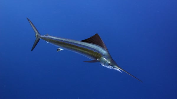 世界最速の魚は 魚の速さランキングトップ１０ カラパイア