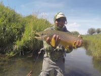 Fly Fishing Saskatchewan Stream 2016