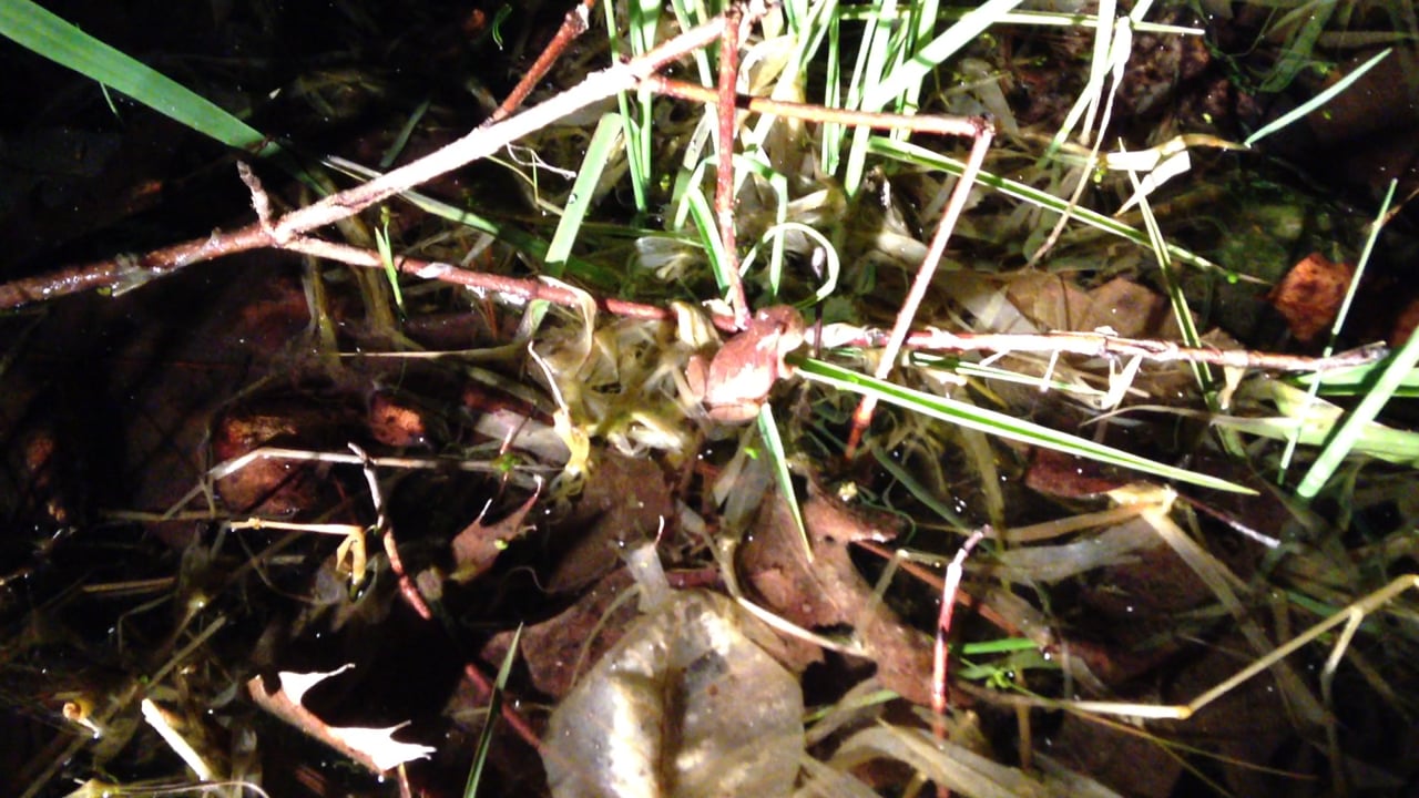 Spring Peepers in March 2016