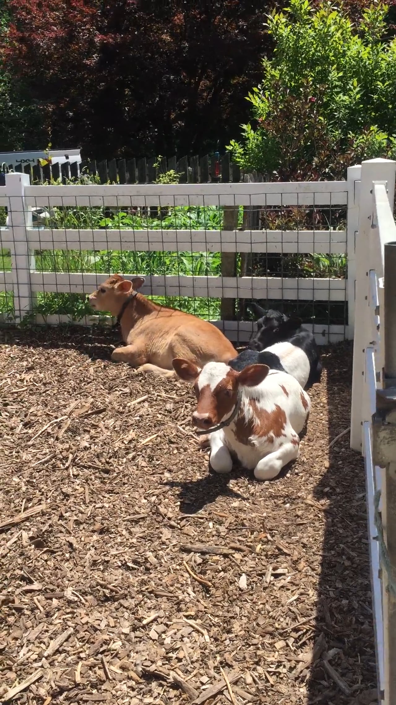 Three spring calves resting in the barnyard