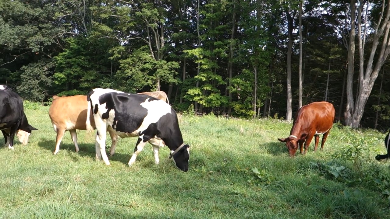 Miles Martin Eagle Scout Project: Barns and Farm Animals