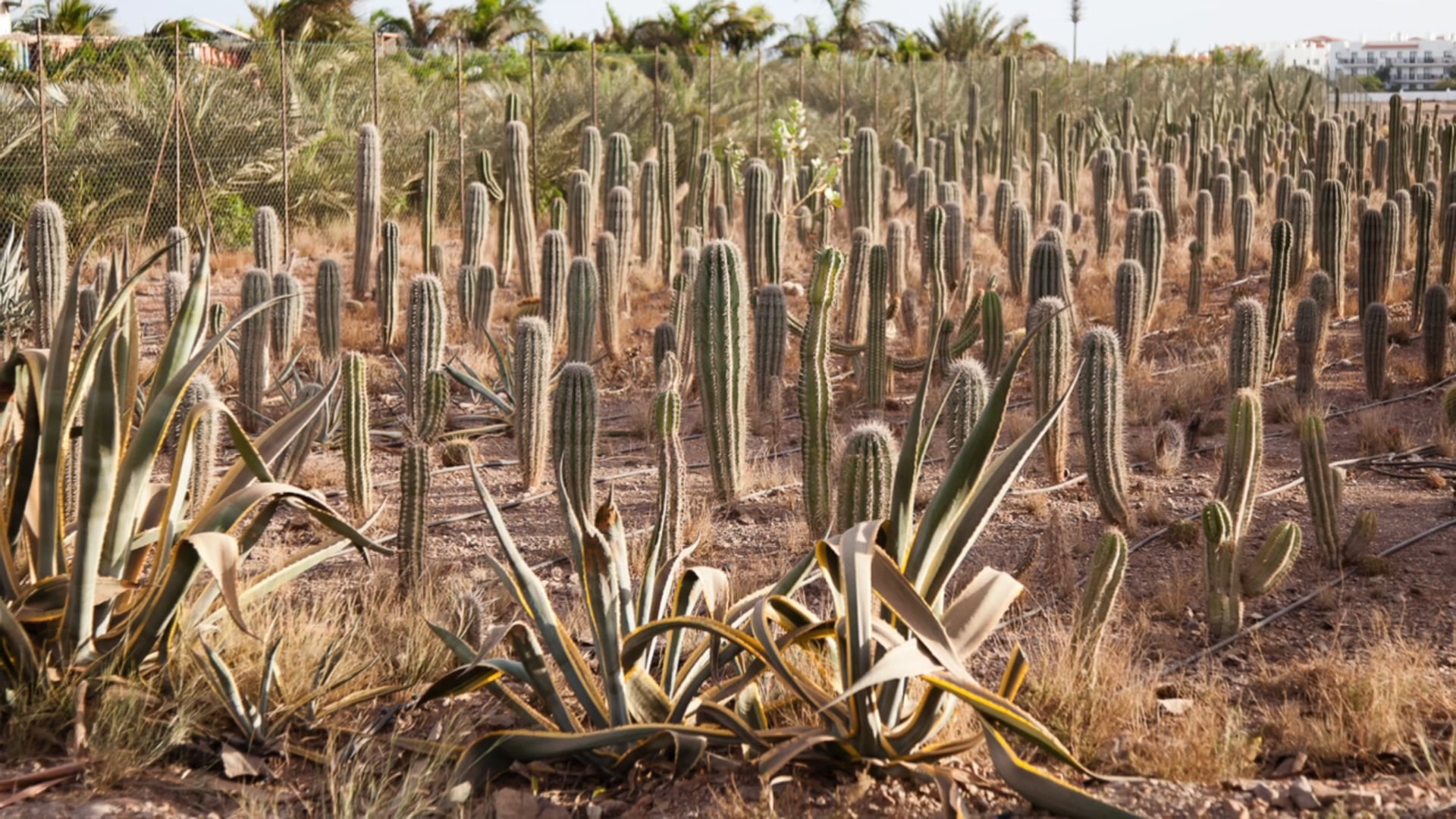 Viveiro Cabo Verde| Santa Maria|Sal, Cape Verde