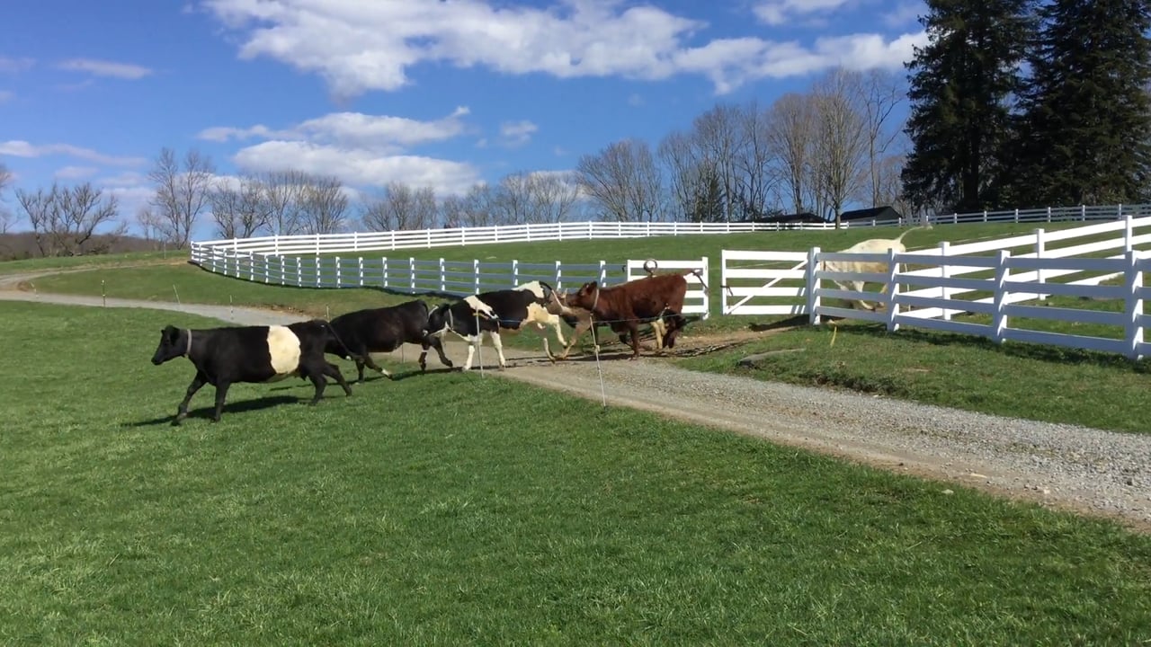 The Dancing of the Ladies! Our cows' first outing on the spring pastures!