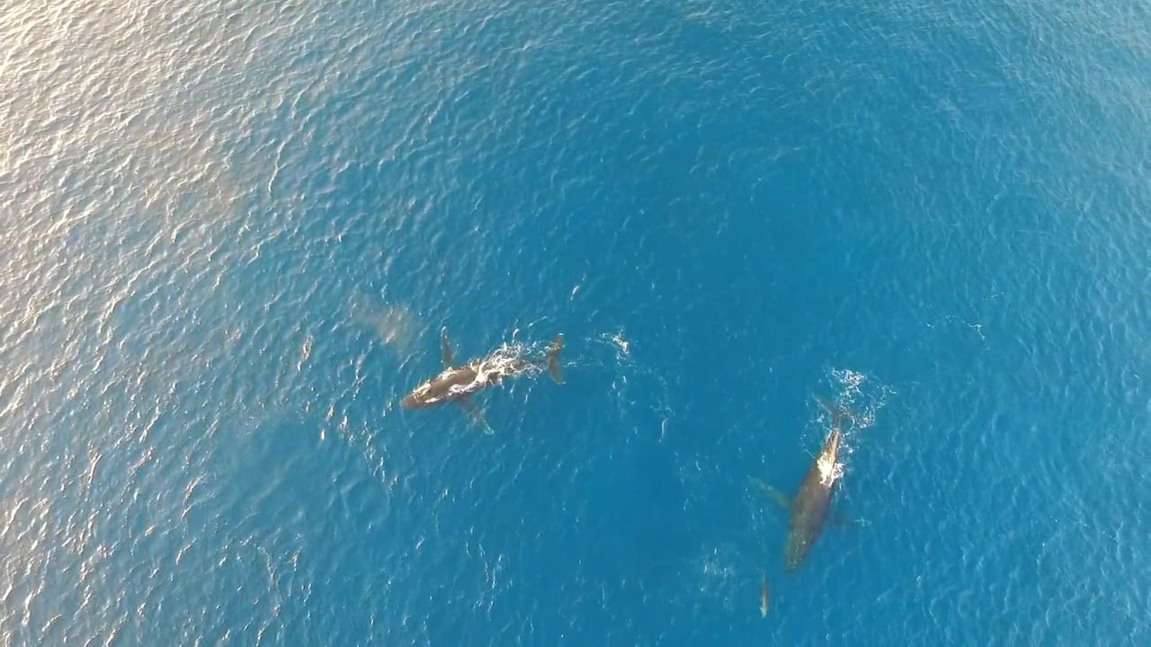 Olowalu Whales and dolphins