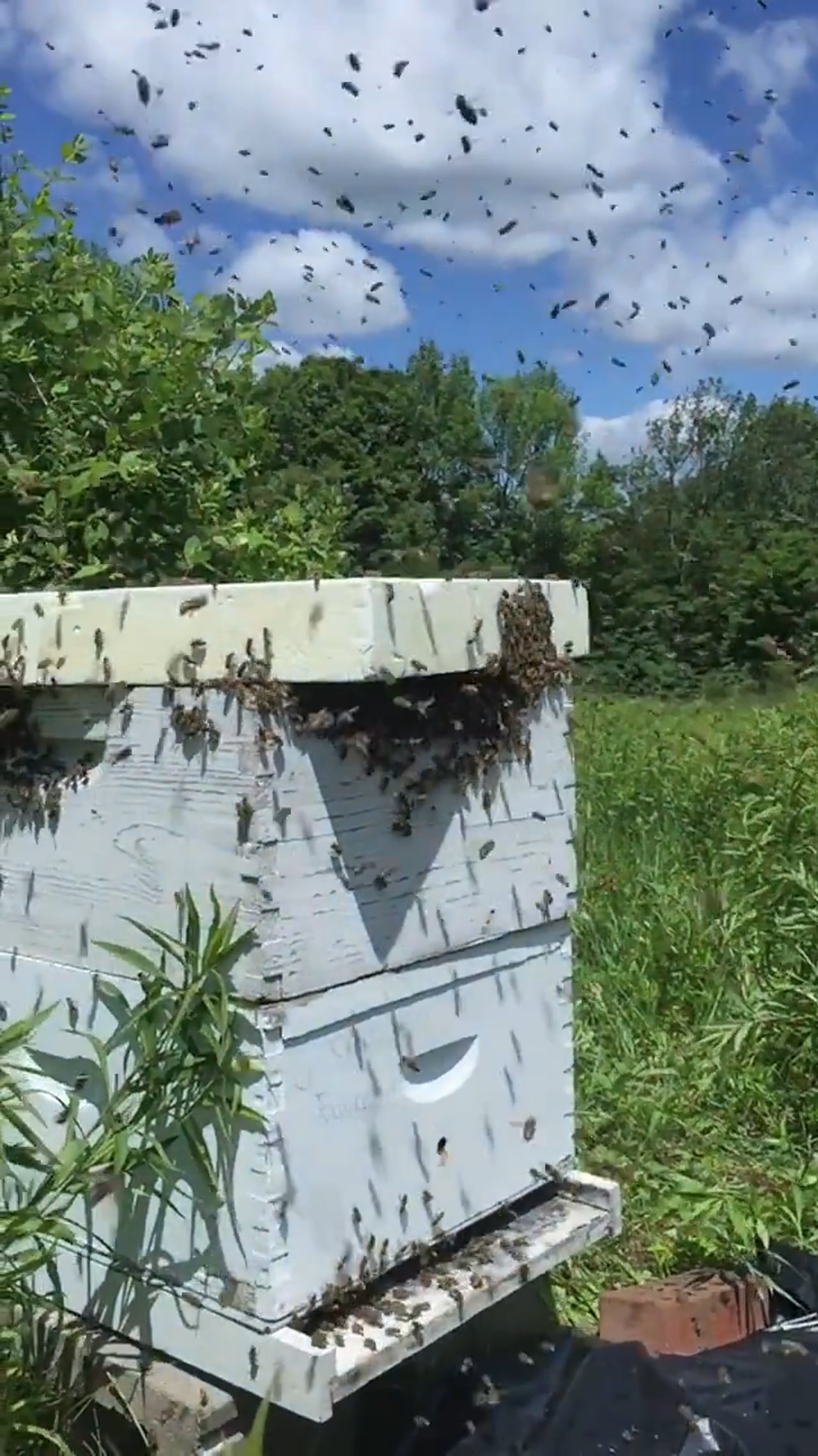 Honeybees in Slow Motion.