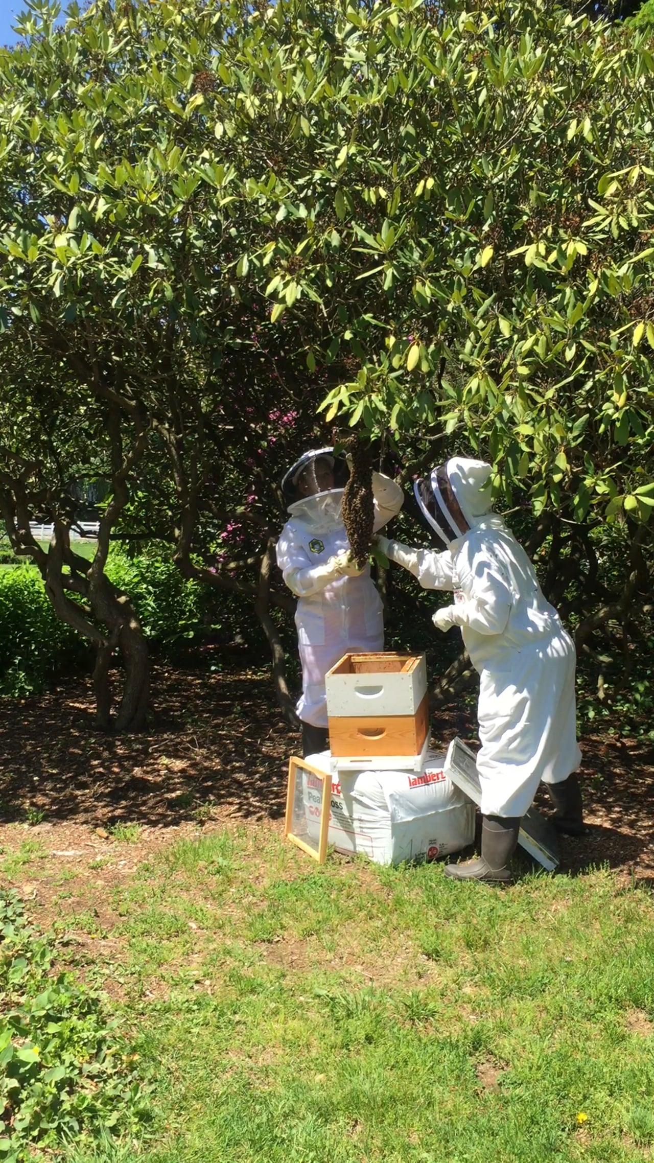 The Calm Capture of a Honeybee Swarm!