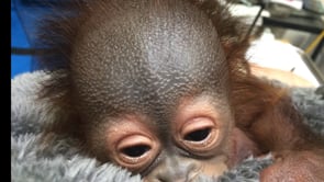 Baby Orangutan Named