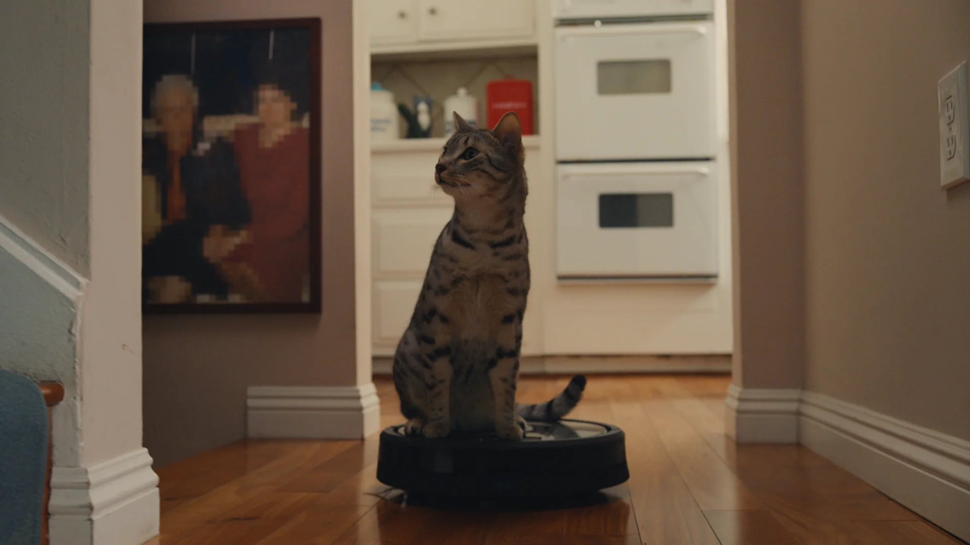 Fresh step commercial outlet cat riding roomba