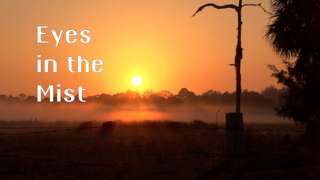 Eyes In The Mist
