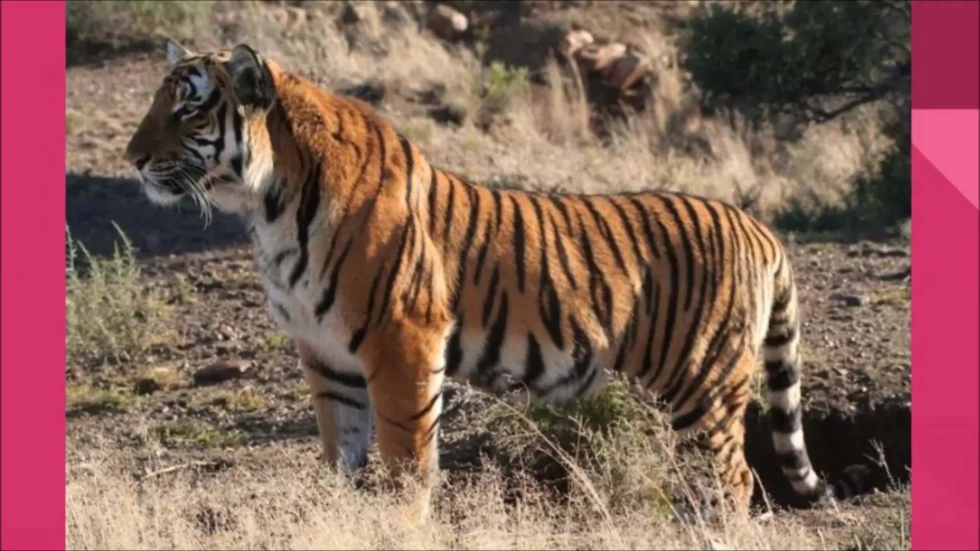 Китайский тигр численность. Тигр раджастхана. Южно-китайский тигр. Зоопарк чунцин. Южно китайский тигр фото.