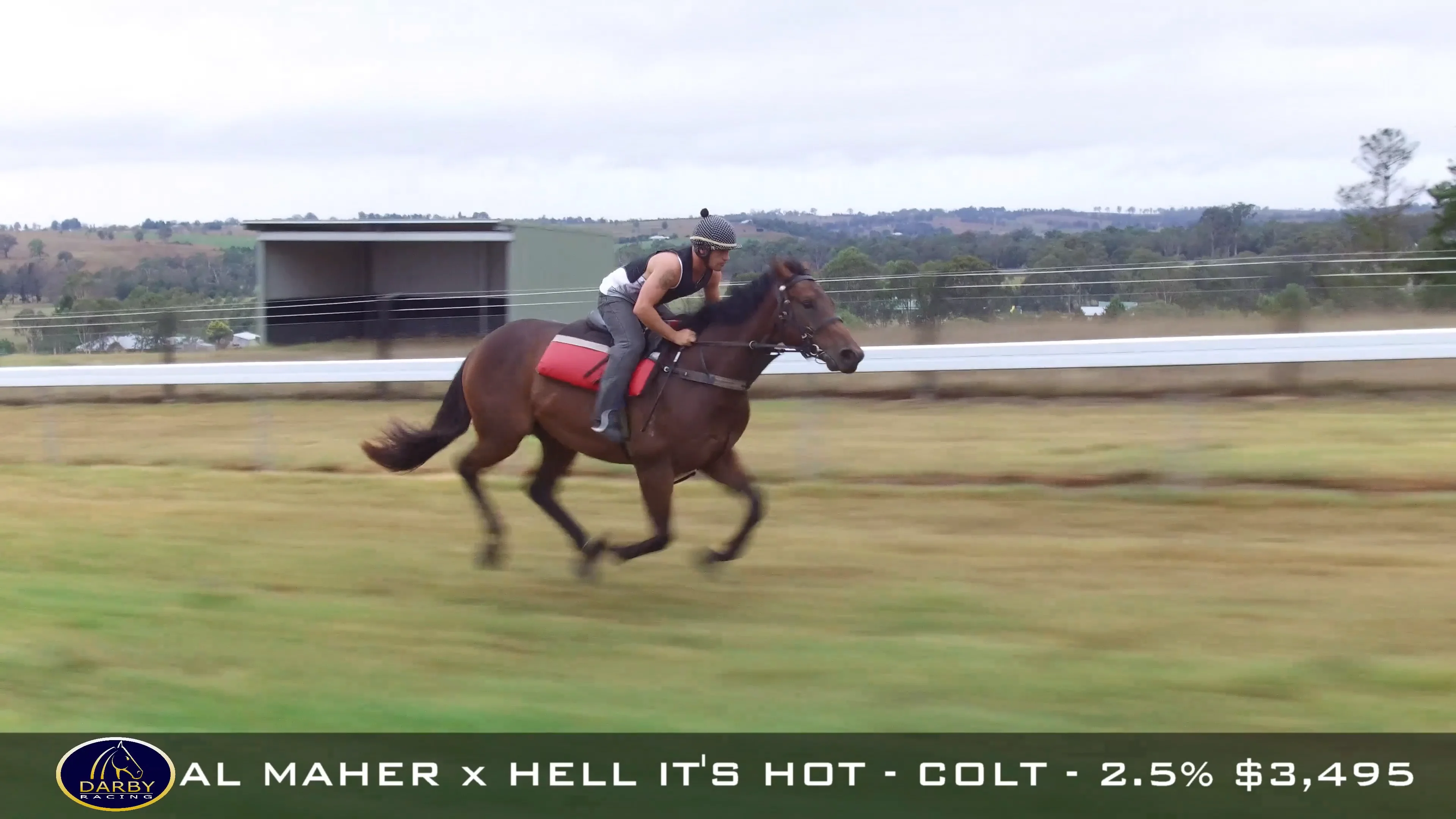 Sexy Horse Race Video - Al Maher x Hell Its Hot colt 7 2 2017 on Vimeo