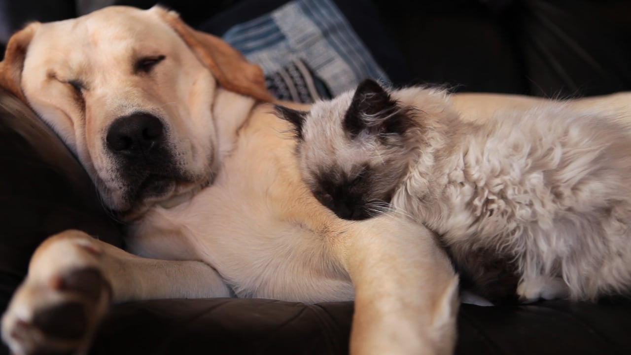 Labrador Puppy and Ragdoll Kitten Snuggles