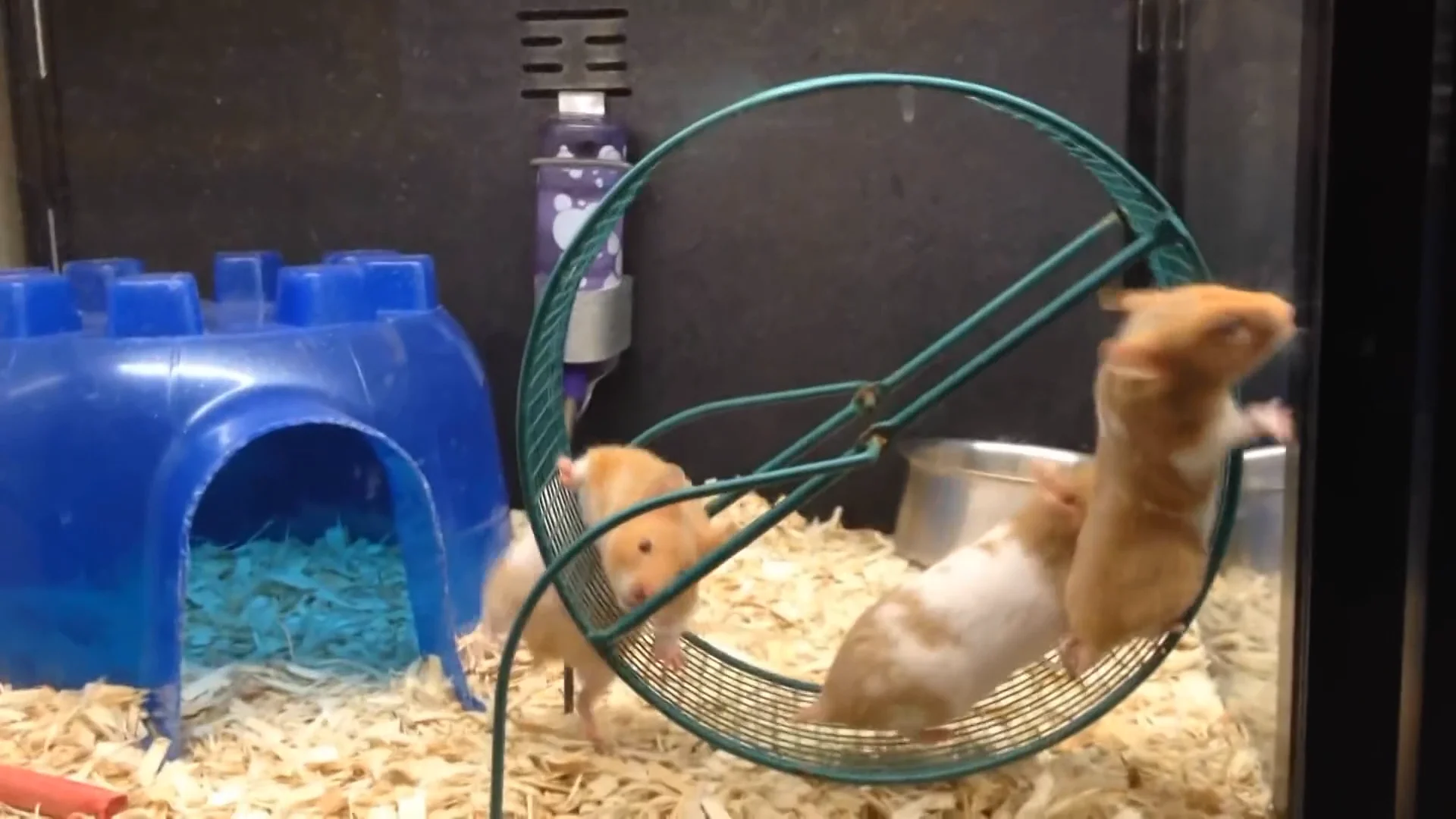 Подсказка хомяка видео. Подсказка хомяка видео. Подсказка хомяка видео. Hamster race. Лабиринт для хомячков из картона.