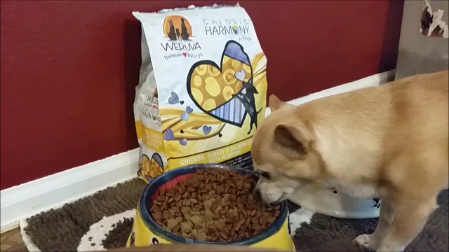 Weruva Taste Test