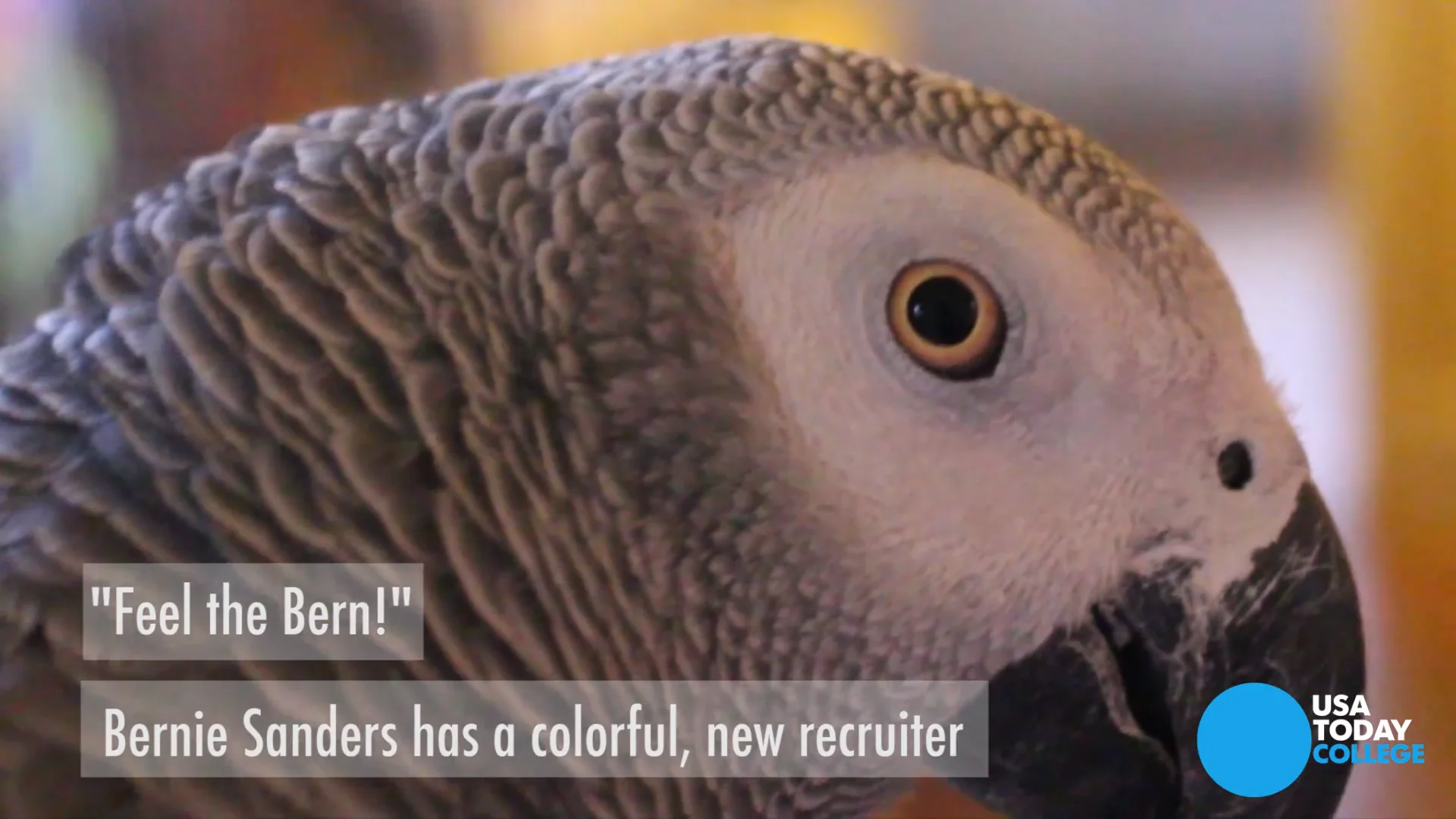 Meet Sir Henry, the parrot on Bernie Sanders' side on Vimeo