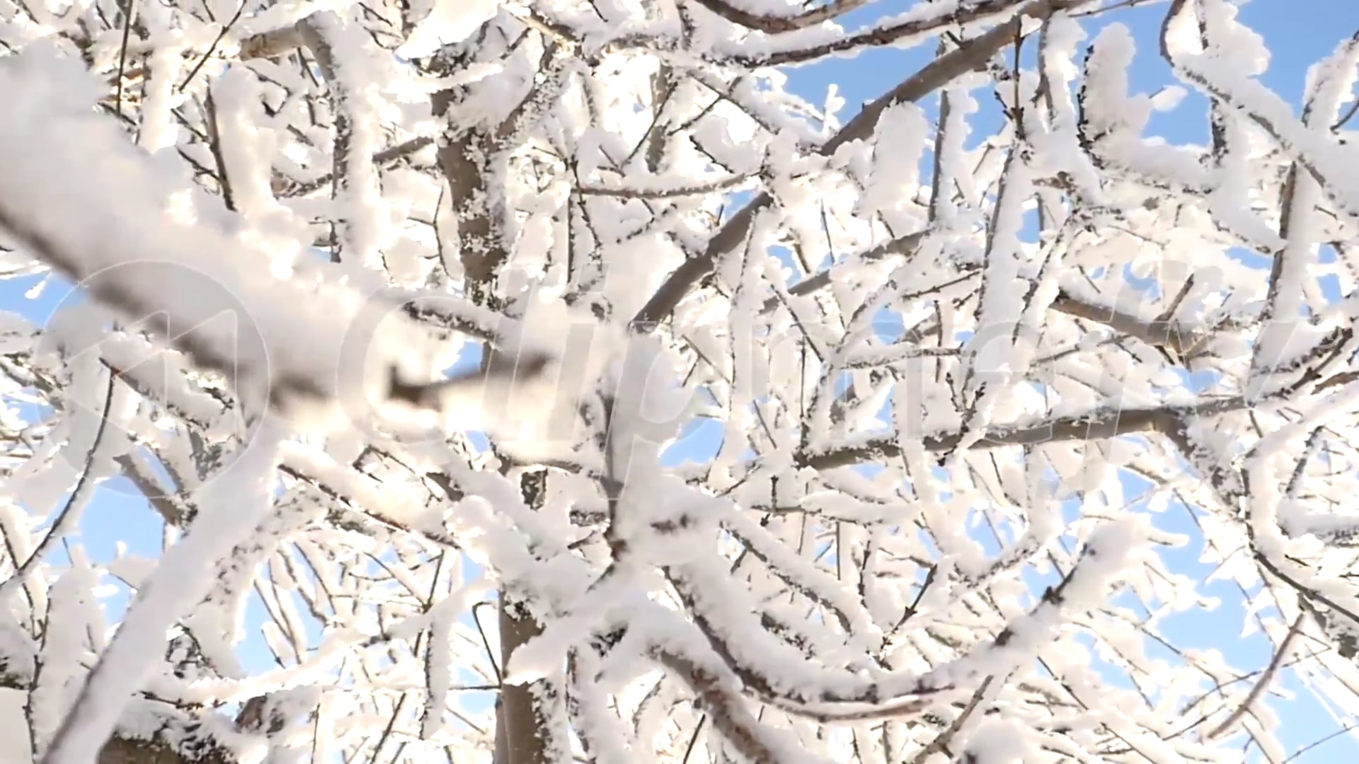 DESDE 99€ - SNOW TREE - CLIPMEFY