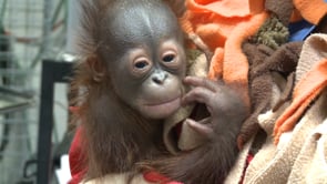 Zoo Staff Caring for Baby Orangutan