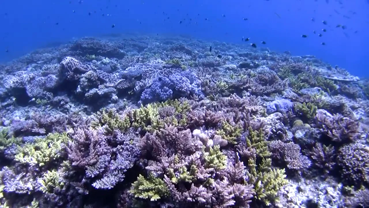 ギャラリー 海花虫 うみはなむし