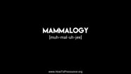 How To Pronounce mammalogy On Vimeo