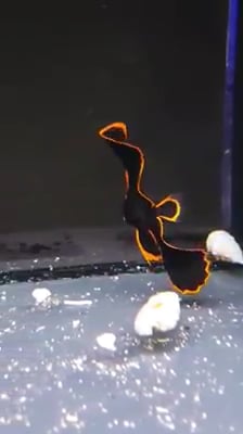 Amazing 🐠 on Vimeo