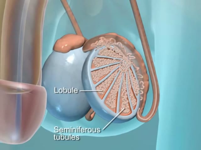 Yatem Xxx - Focused Assessment: Reproductive Assessment â€“ Health Assessment Guide for  Nurses