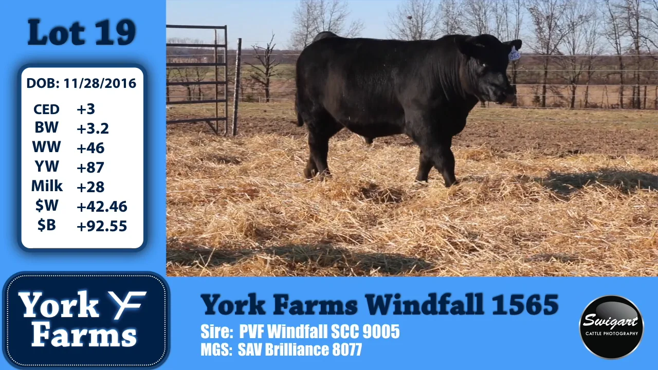 York Farms Lot 19 on Vimeo