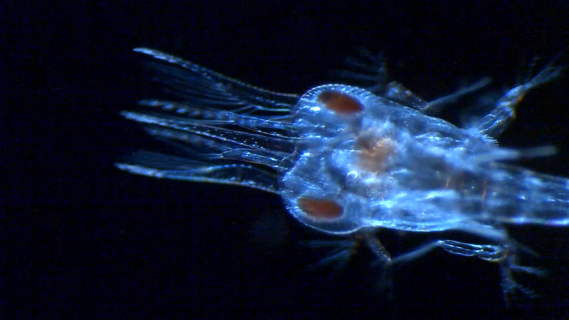 pelagic_red_crab_zoea_sanford on Vimeo