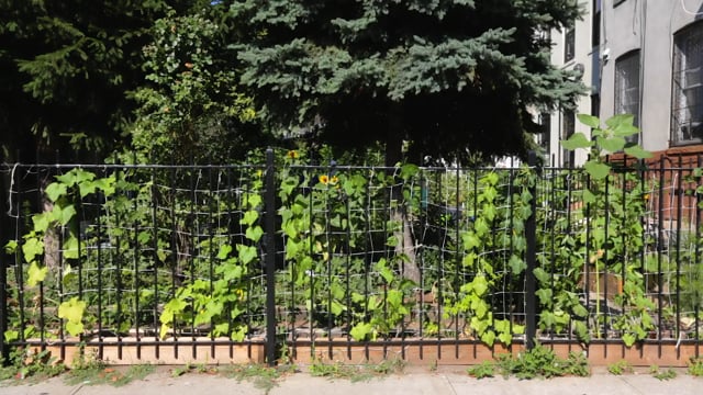 Slow Food NYC’s Urban Harvest Farm at Ujima