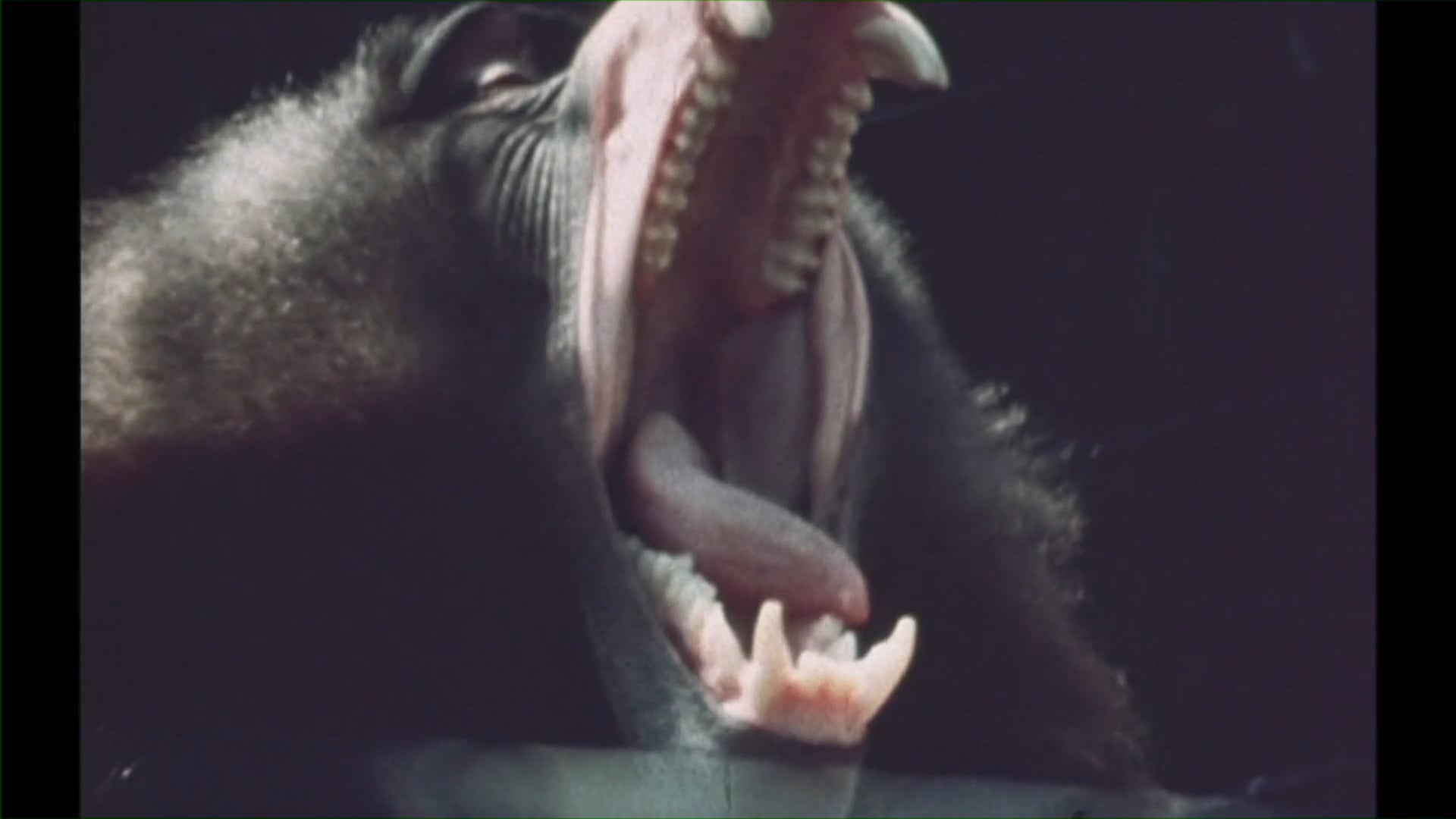 Zoo
